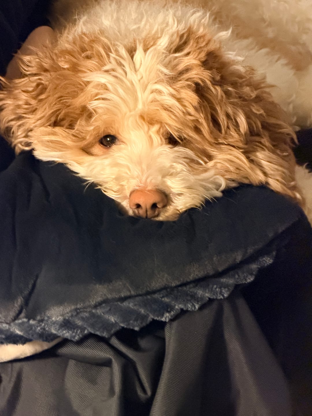 Customer photo review of Amorgos Fine Velvet Bedding Set