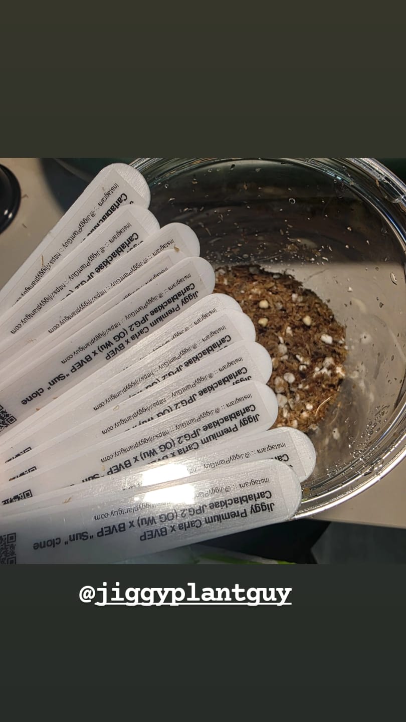 Customer photo review of Jiggy Premium Carla x BVEP  Carlablackiae JPG.2 (OG Wu) x BVEP "Sun" clone
