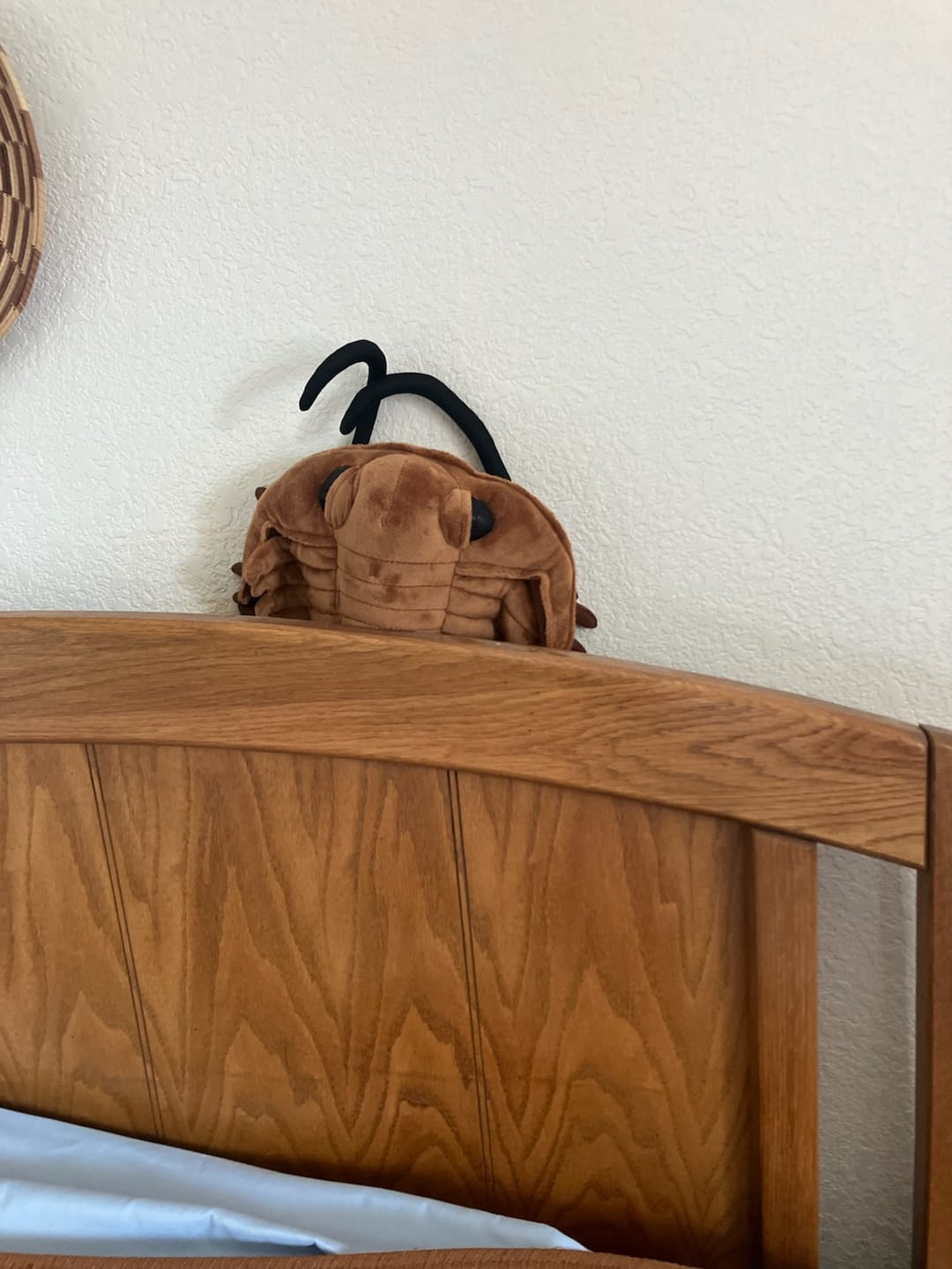 Customer photo review of Trilobite Arthropod Soft Stuffed Plush Toy