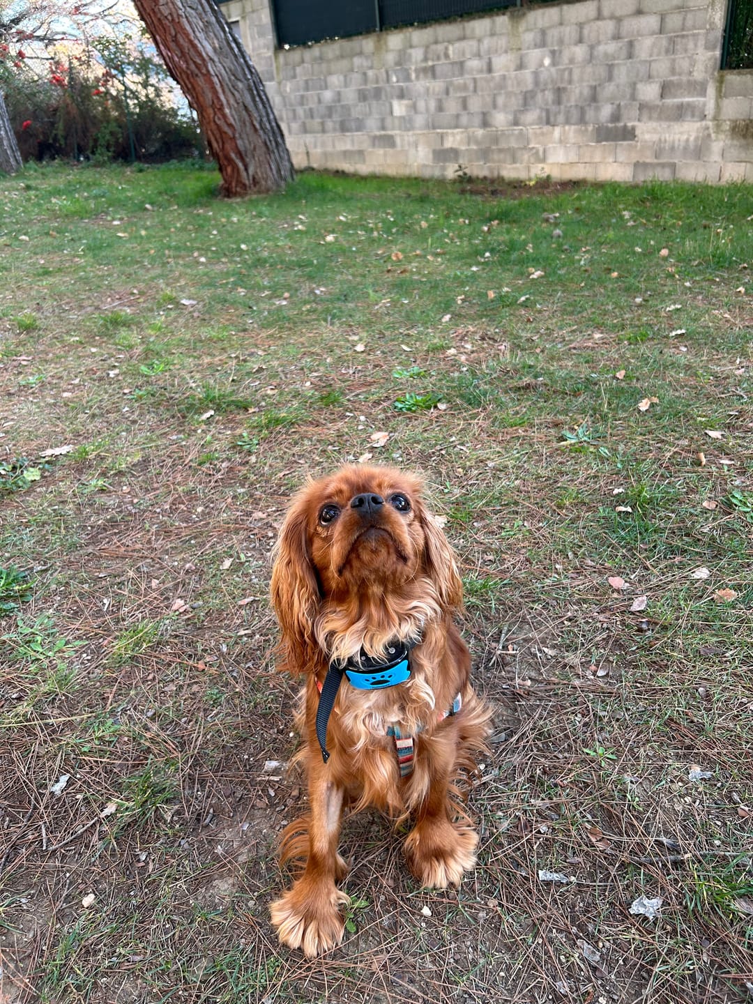 Customer photo review of Collier Anti Aboiement PuppySafe