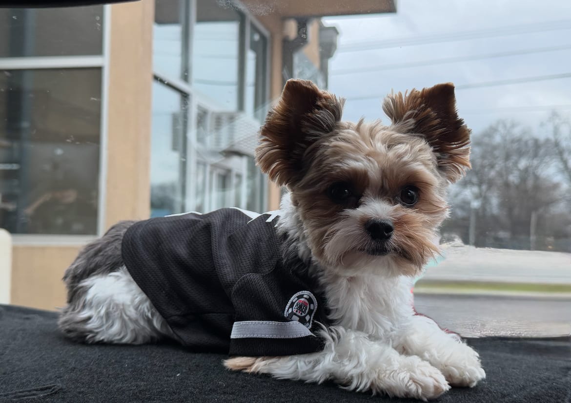 Customer photo review of Custom Black White Classic Style Dog Jersey