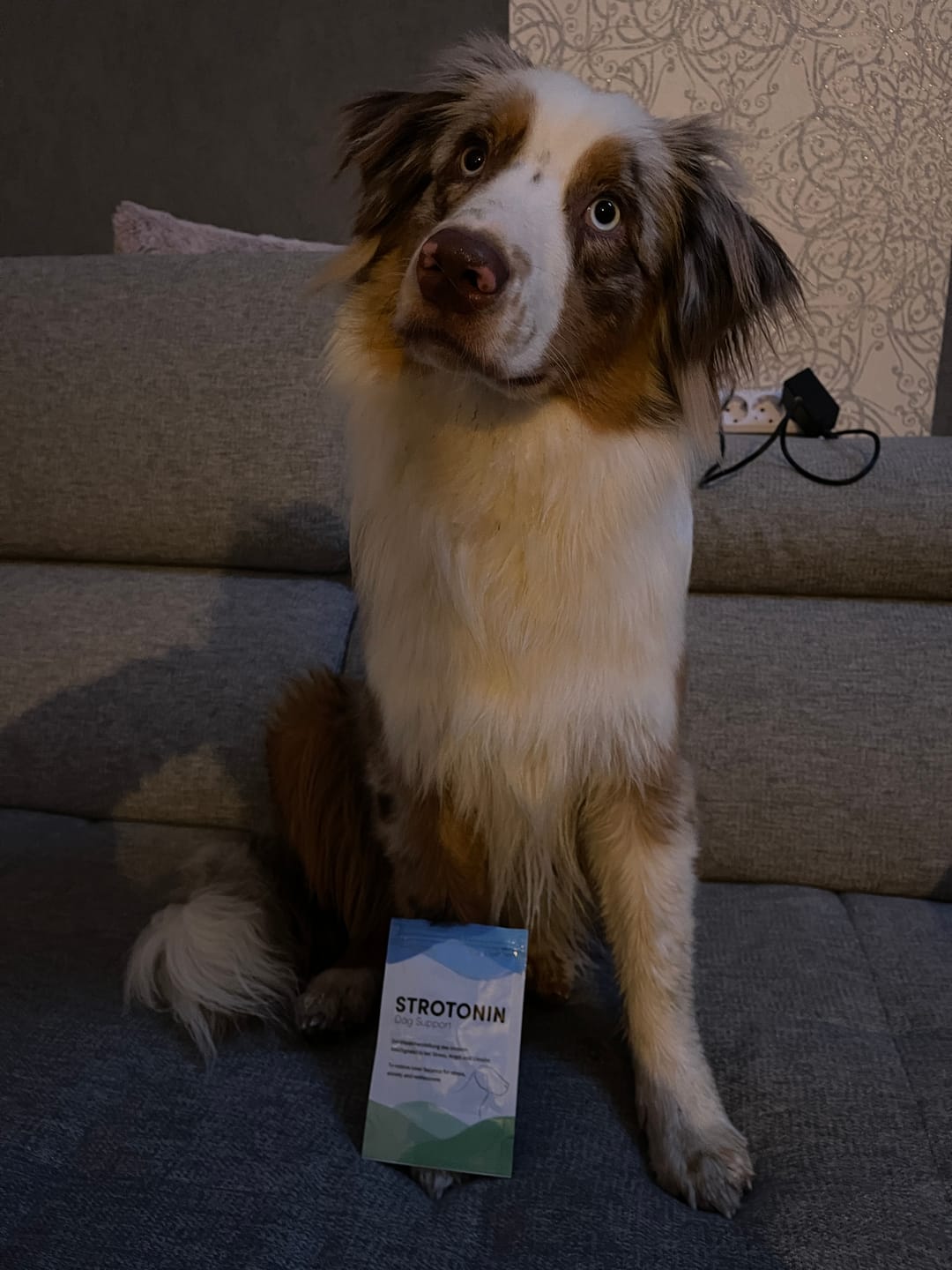 Customer photo review of Strotonin Dog Support