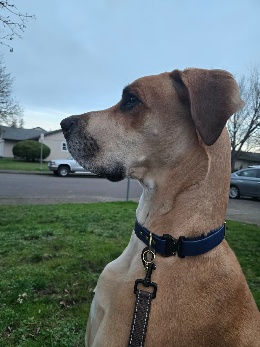 Customer photo review of Adjustable Biothane Quick Release Dog Collar