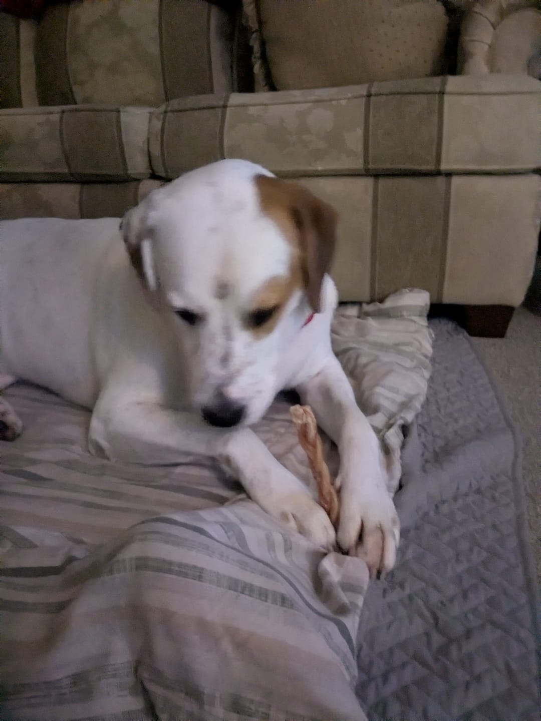 Customer photo review of 6 Inch Standard Braided Bully Stick