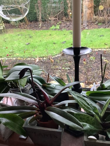 Ein Kunde zeigt den Frauenschuh Paphiopedilum Black Jack mit einer dunklen, ungeöffneten Knospe auf einer Fensterbank.