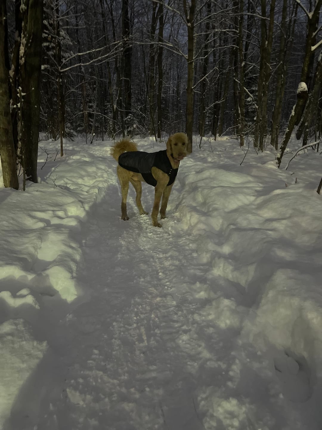 Customer photo review of Horizon Pulsar - Nourriture sans grains pour chien