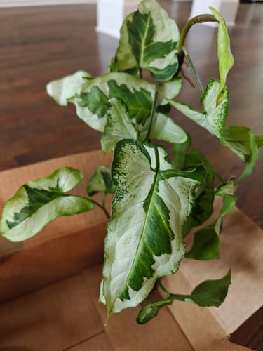 Reviewer's healthy Syngonium podophyllum 'Three Kings' plant with variegated green and white leaves being unboxed.
