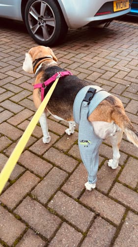 Customer photo review of Lick Sleeve