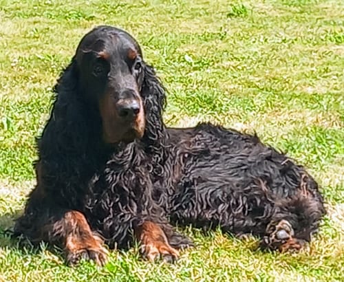 Der Gordon Setter eines Kunden liegt entspannt im Gras, nachdem Fresh Smile geholfen hat.