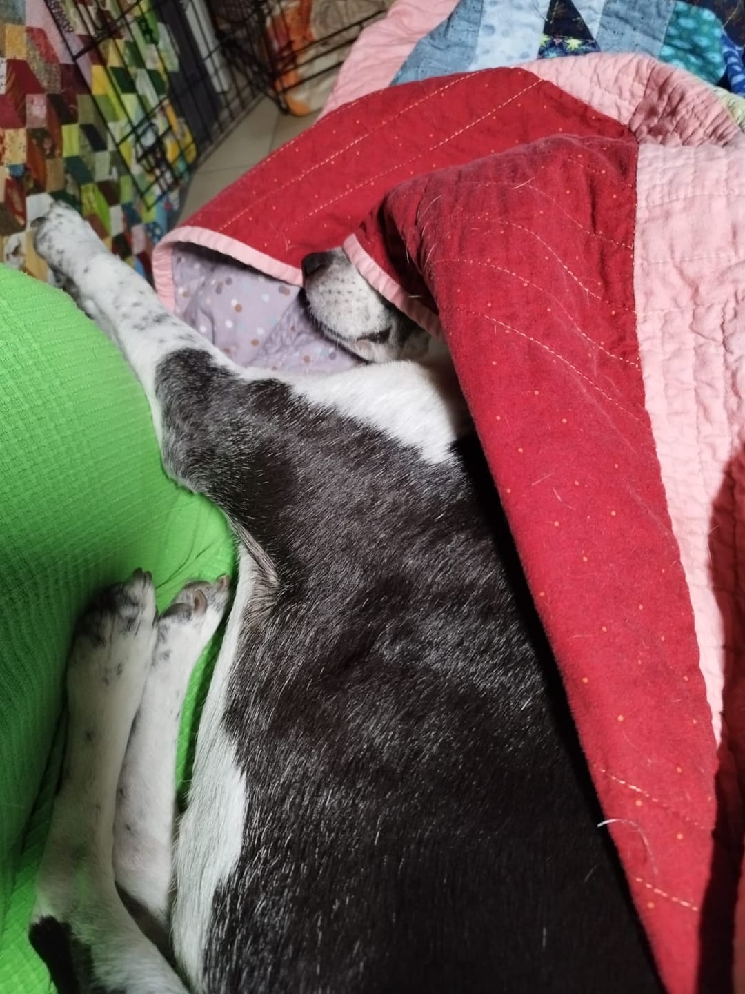 Customer photo review of Strotonin Dog Support