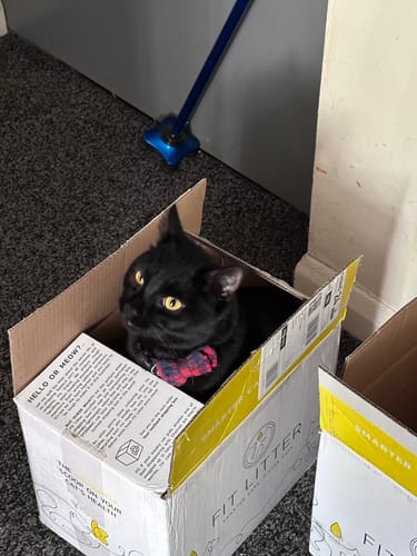 Customer photo review of 1 Month Supply - 5 Cats