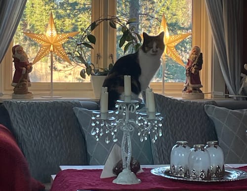 Kundens flettede putetrekk på en sofa, med en katt som sitter på ryggstøtten bak dem.