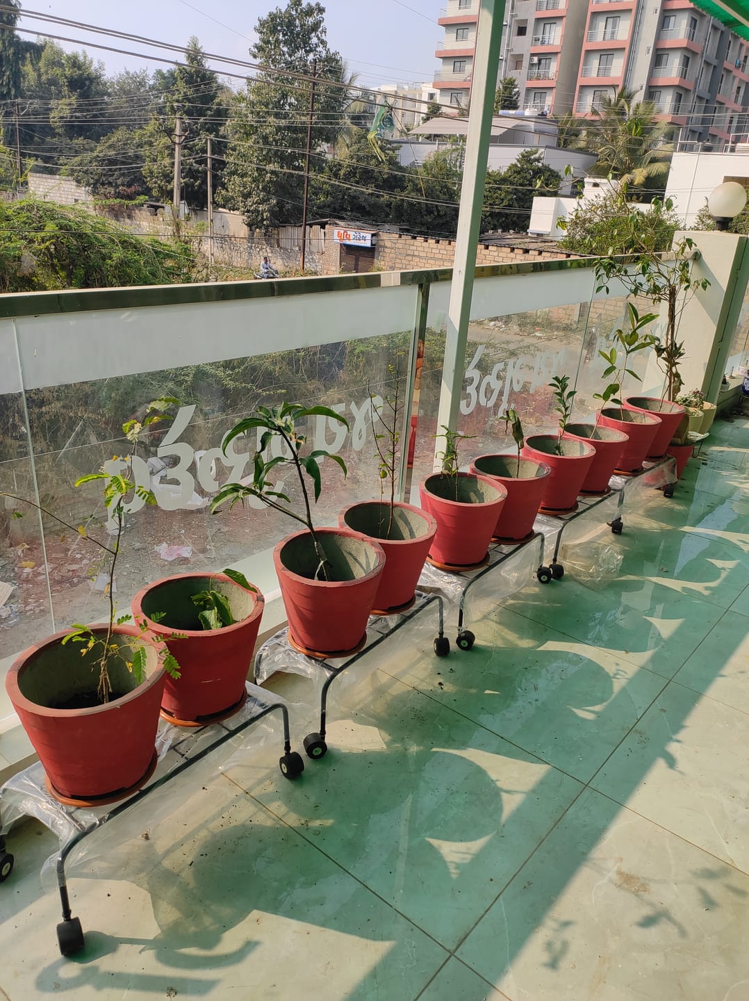 Customer photo review of TryGreen Plux Wheel Rolling Plant Stand for Planters