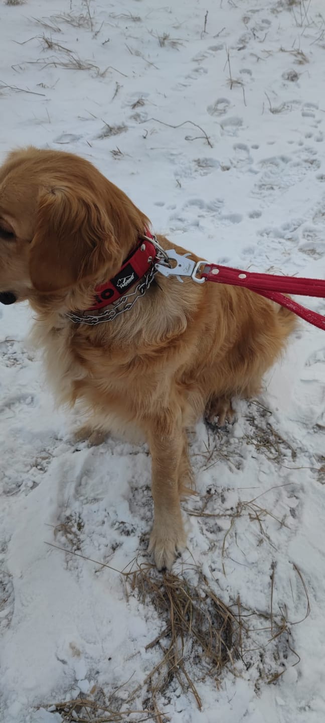 Customer photo review of Smycz z odblaskiem - Guard Leash Safe Czerwona