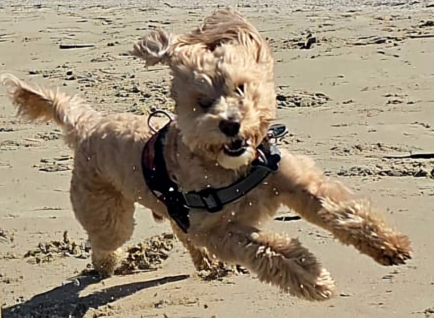 Customer photo review of Kräuter Dentals für Hunde zur Zahn- und Darmpflege (150g)