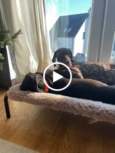 Customer video review of Mink Cosy Sleeve