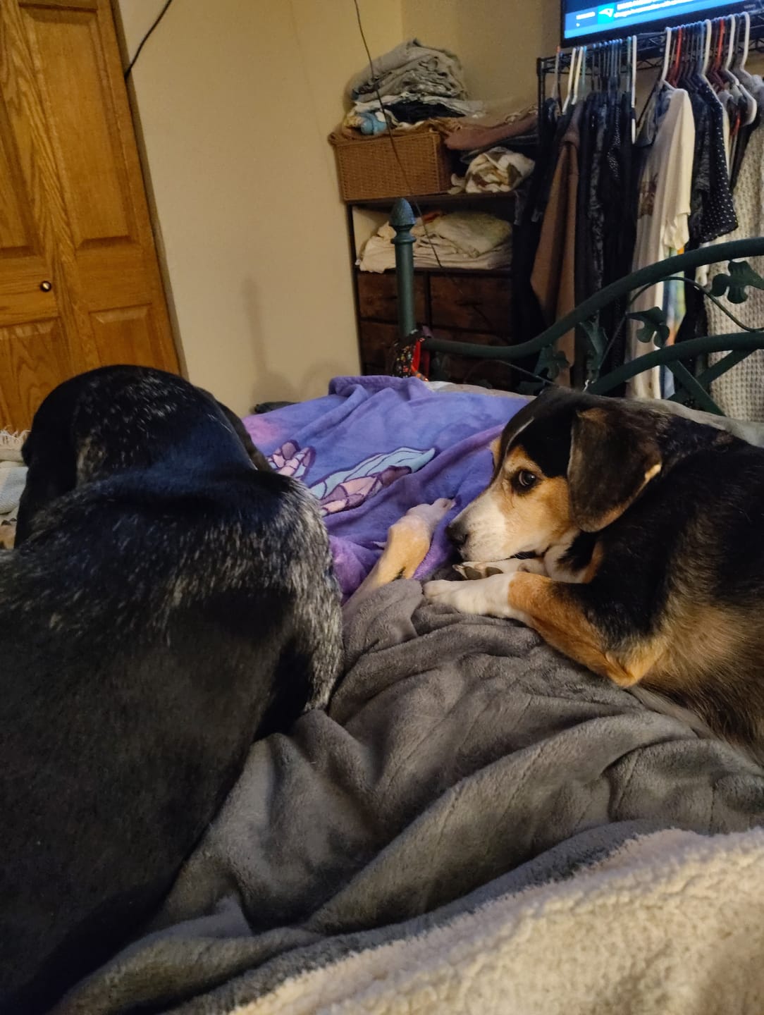 Customer photo review of Wild Alaskan Salmon Oil for Dogs | Omega 3, 6 & 9 | Petsmont Omega Love+