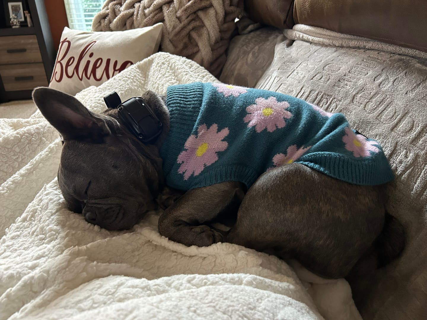 Customer photo review of Flower Knit Dog Sweater