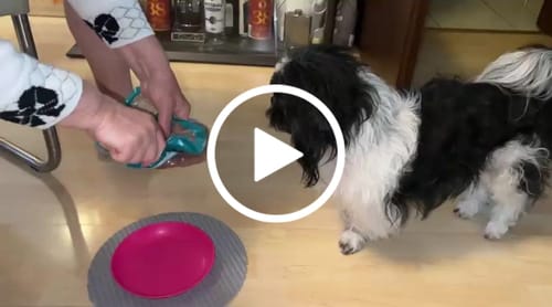 Customer video review of Frischfutter für Energiebedarf von 376 kCal/Tag