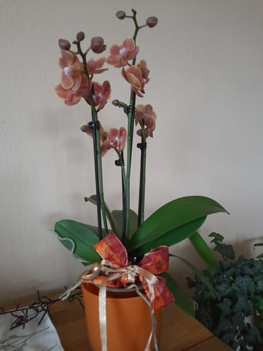 Kundenfoto der Orchidee Dame Etna mit orange-gelben Blüten und vier Rispen in einem orangefarbenen Topf.