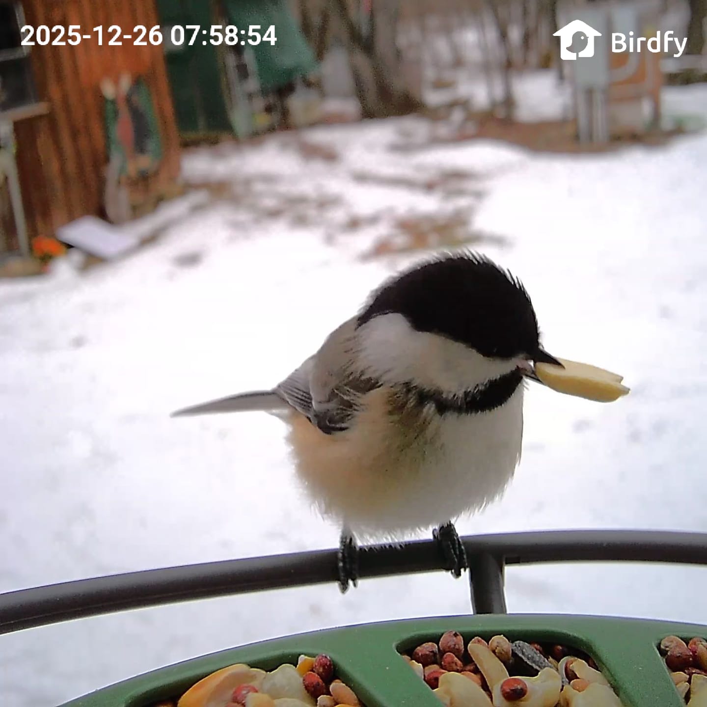 Customer photo review of Birdfy Feeder 2 Pro - Dual-Lens Smart Bird Feeder with Camera