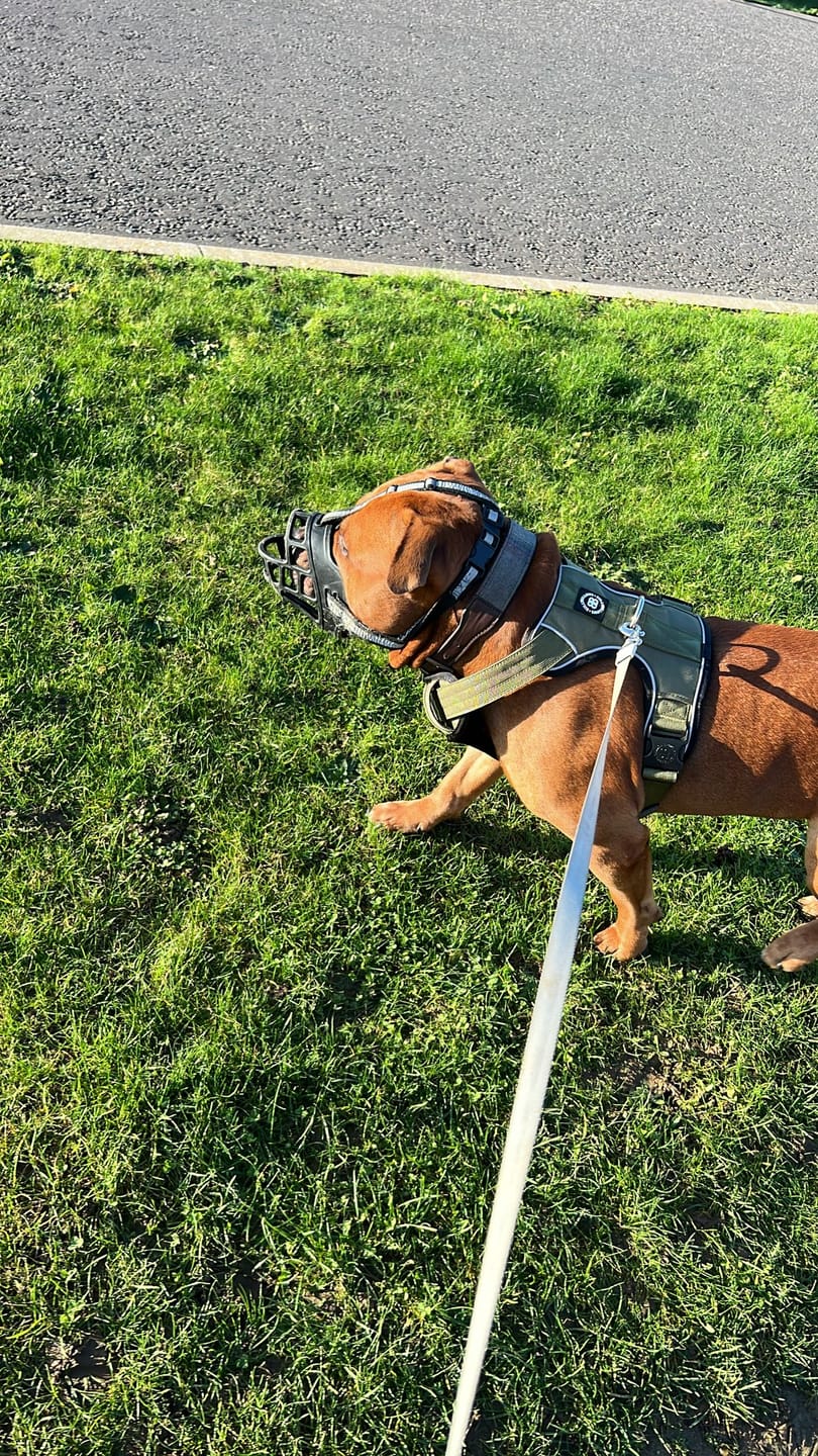 Customer photo review of Comfort Premium Harness | Non Restrictive - Khaki