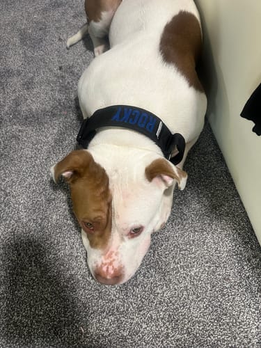 Customer photo review of Pink Bully Proof Collar