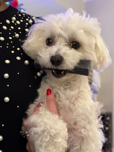 Customer's fluffy Maltese dog being held while holding a Long-Lasting Yak Chew in its mouth.