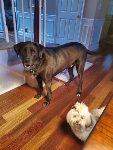 Customer photo review of Iron Paws Premium Dog Supplement