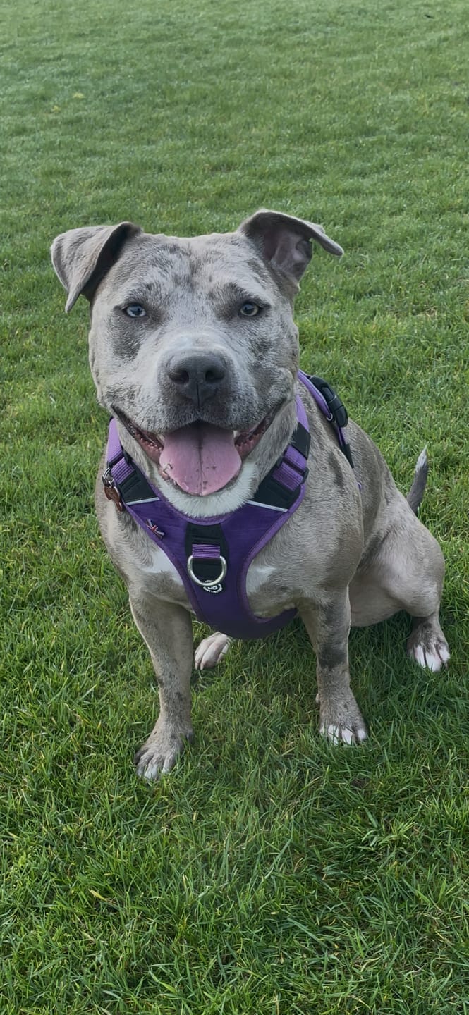 Customer photo review of Anti Pull Hurricane Harness Lighter | With Handle - Purple