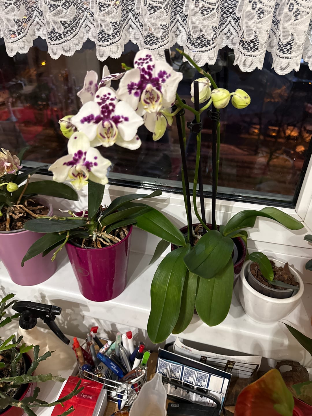 Customer photo review of Große Two of Us Marrakesh mit gefleckten Blüten und 3 Rispen