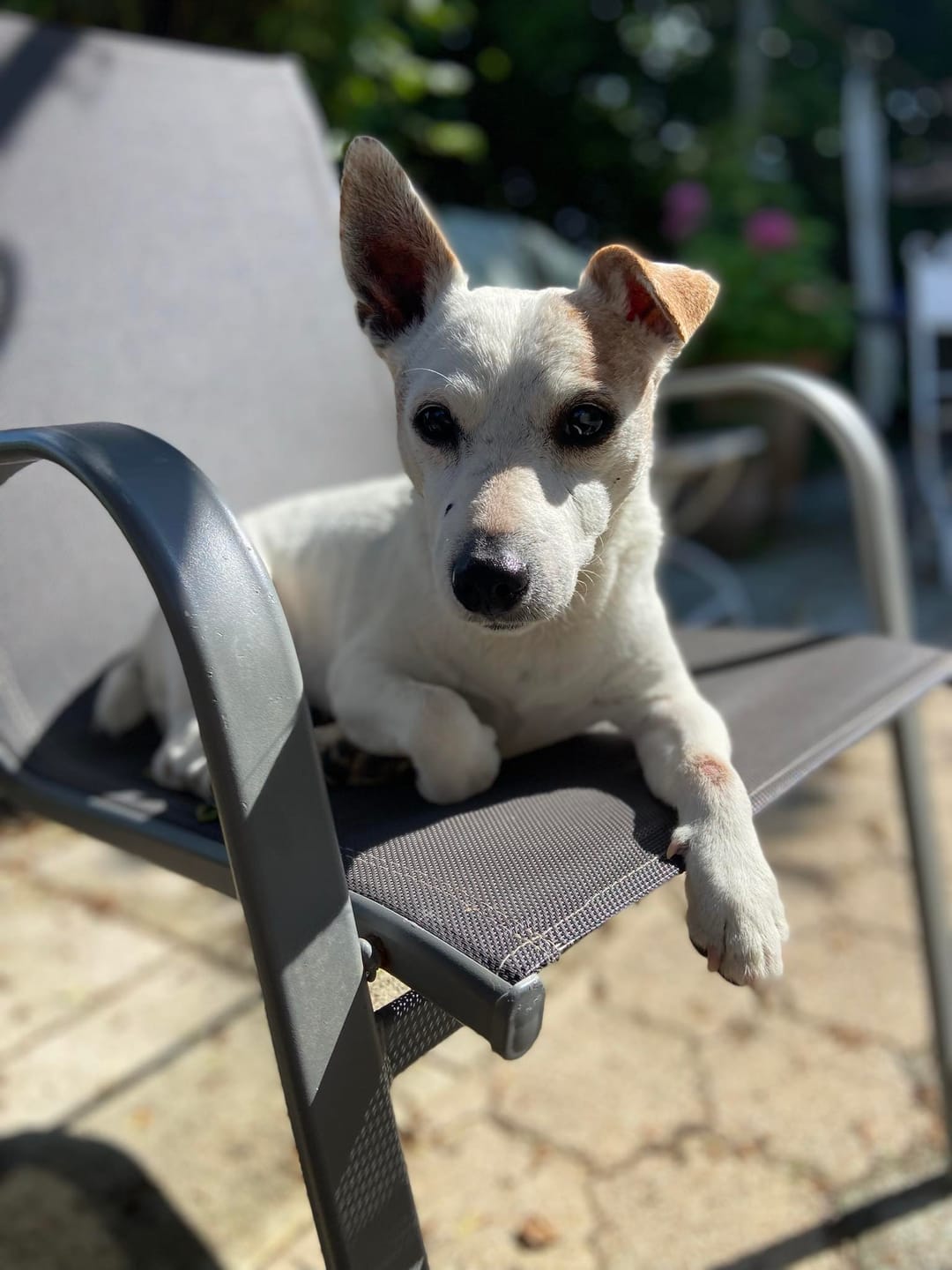Customer photo review of Toile personnalisée - Portrait royal