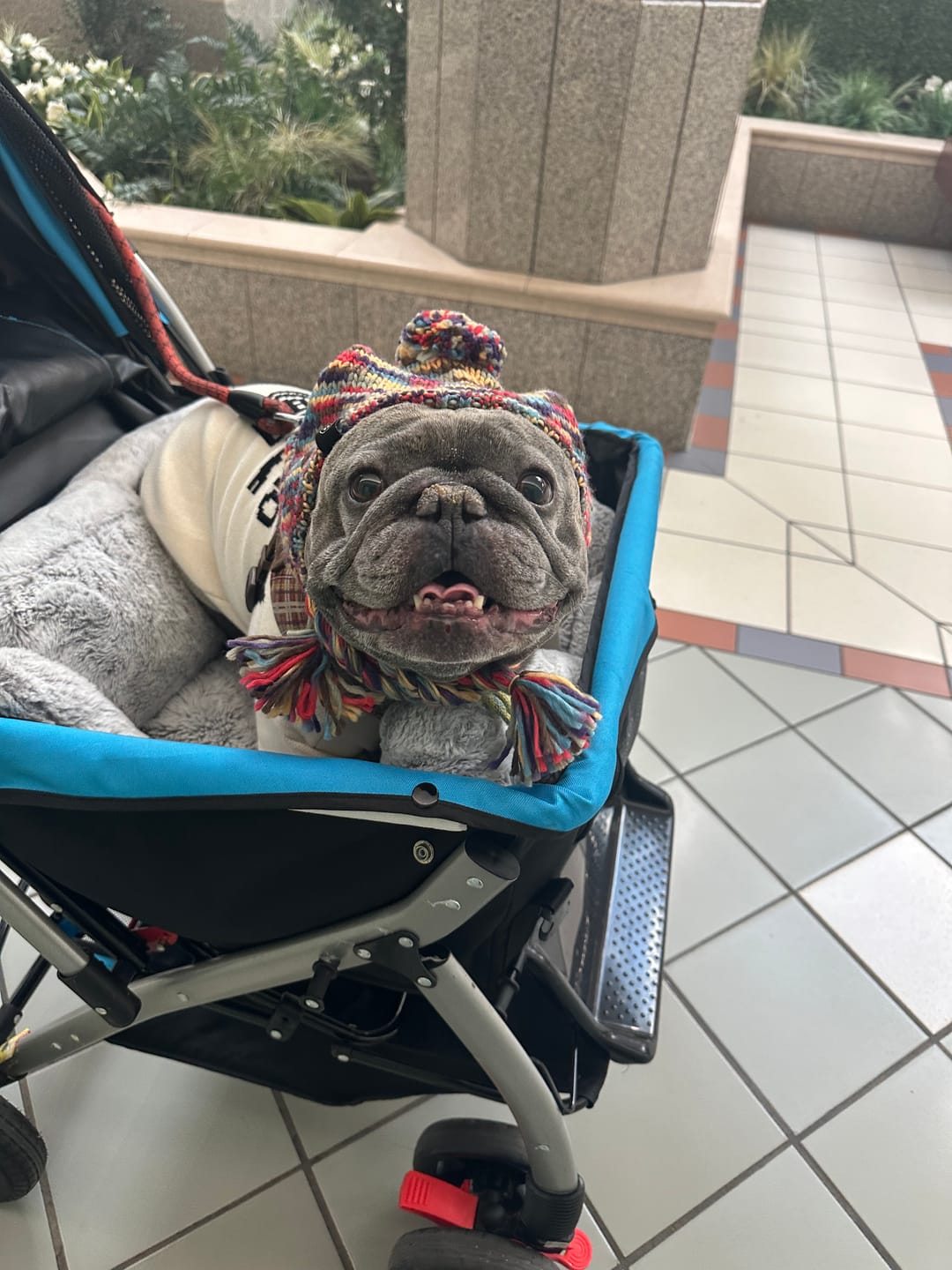Customer photo review of Knit Pom Pom Dog Beanie Hats