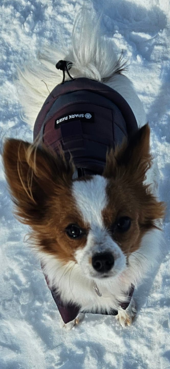 Customer photo review of WarmShield Water-Resistant Jacket - Cosmic