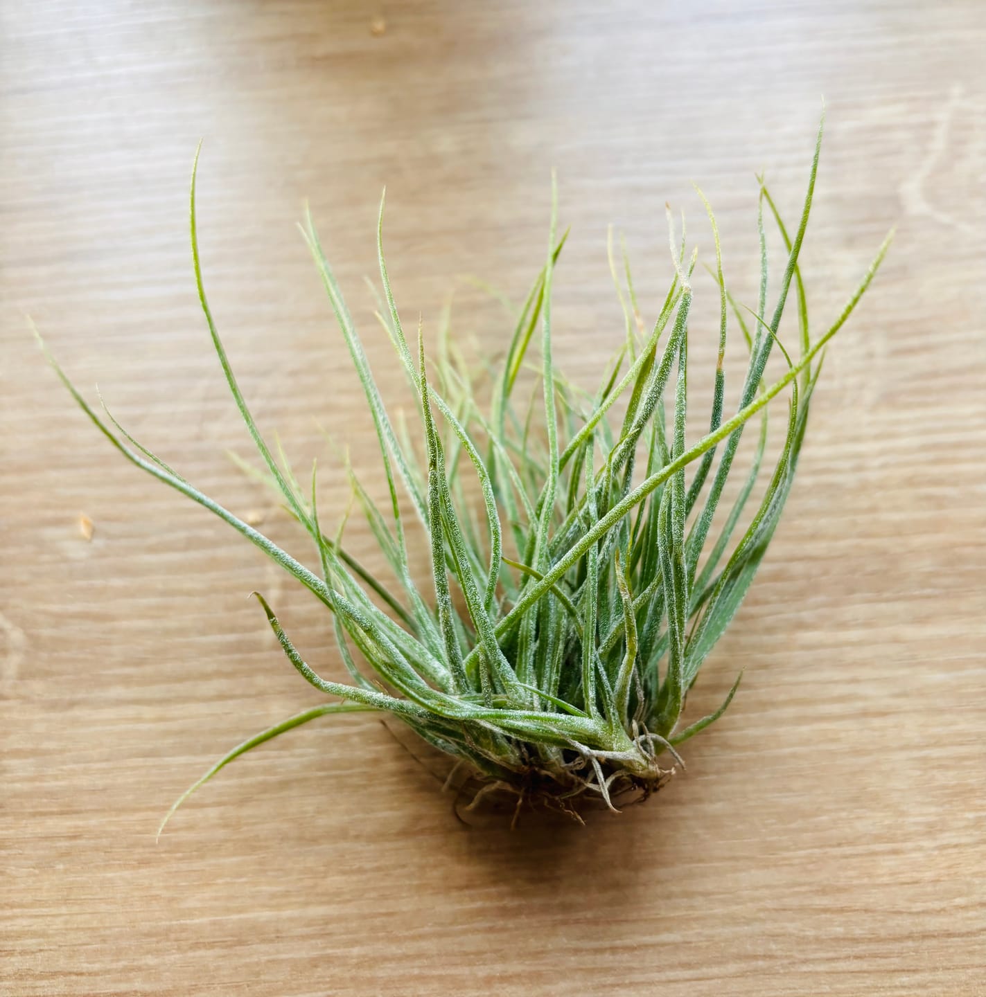 Customer photo review of Tillandsia schiedeana major - Mini Pulk