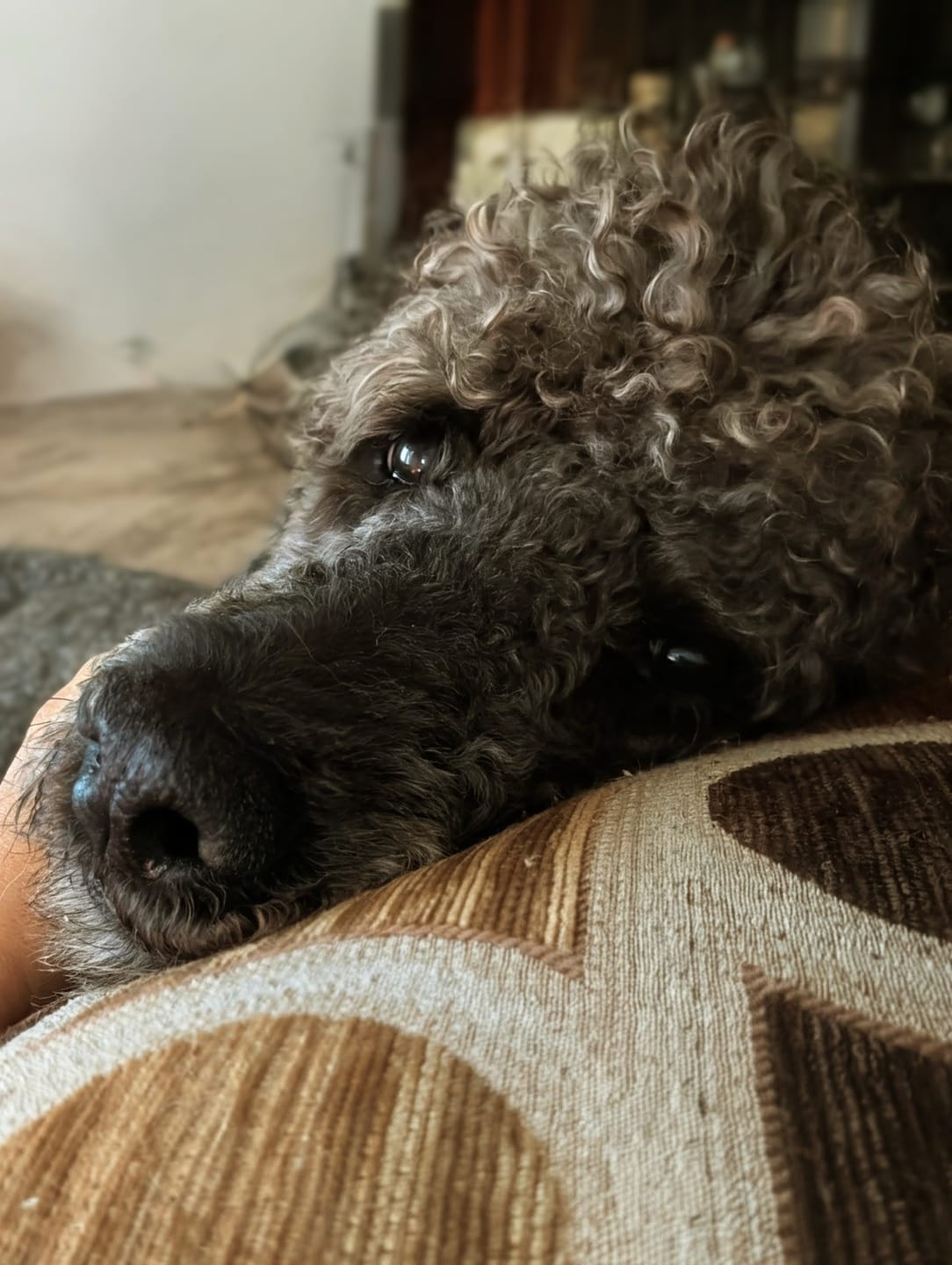Customer photo review of Power Chewer Trial Pack – Built for the Toughest Chewers!