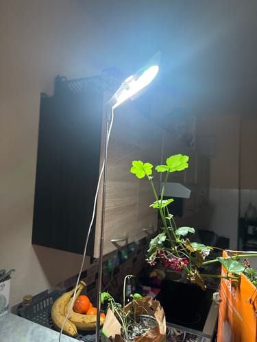 Customer photo review of LED Vollspektrum Pflanzenleuchte "GINGKO" dimmbar, mit Schaltzeituhr - Grow light