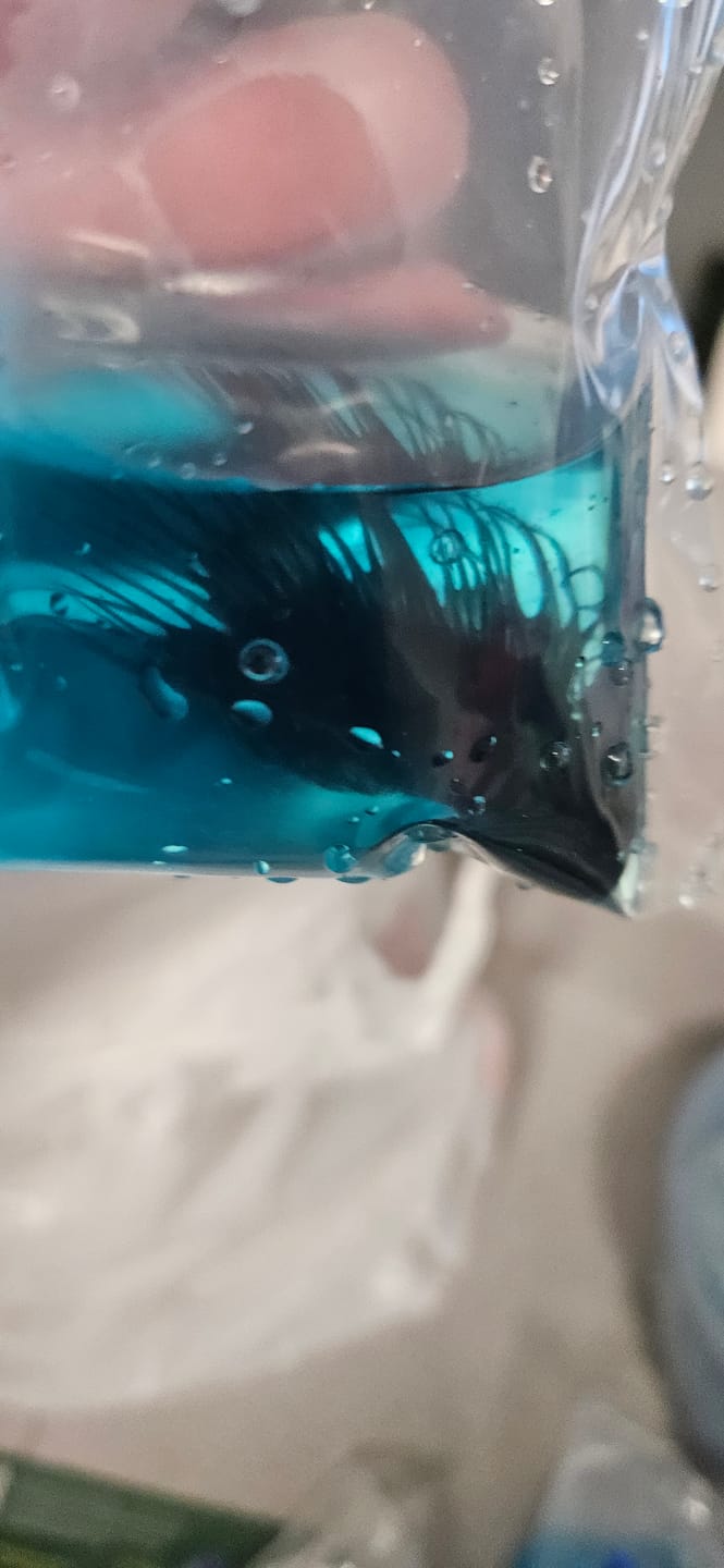 Customer photo review of Crowntail Black Orchid Male Betta Fish