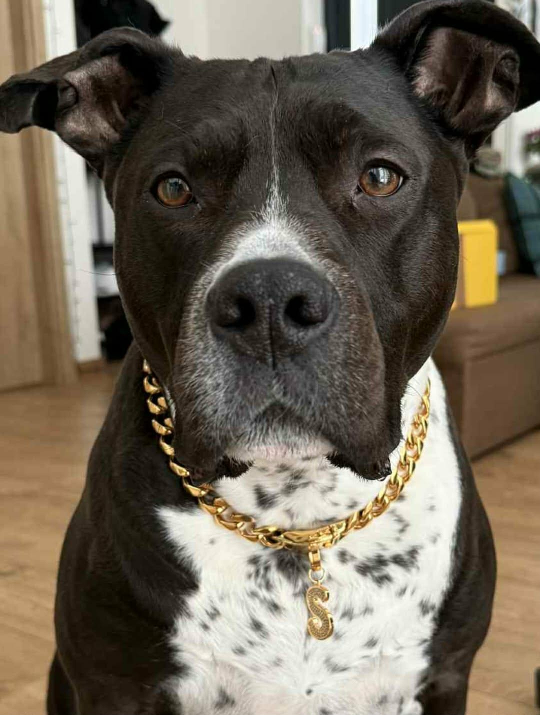 Customer photo review of Initial Letter Jewelry Dog Tag(A-Z)