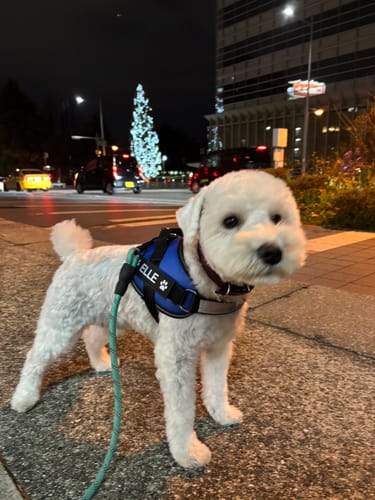 Customer photo review of FunFunPet 高機能ハーネス（お名前タグ作成サービス付き）