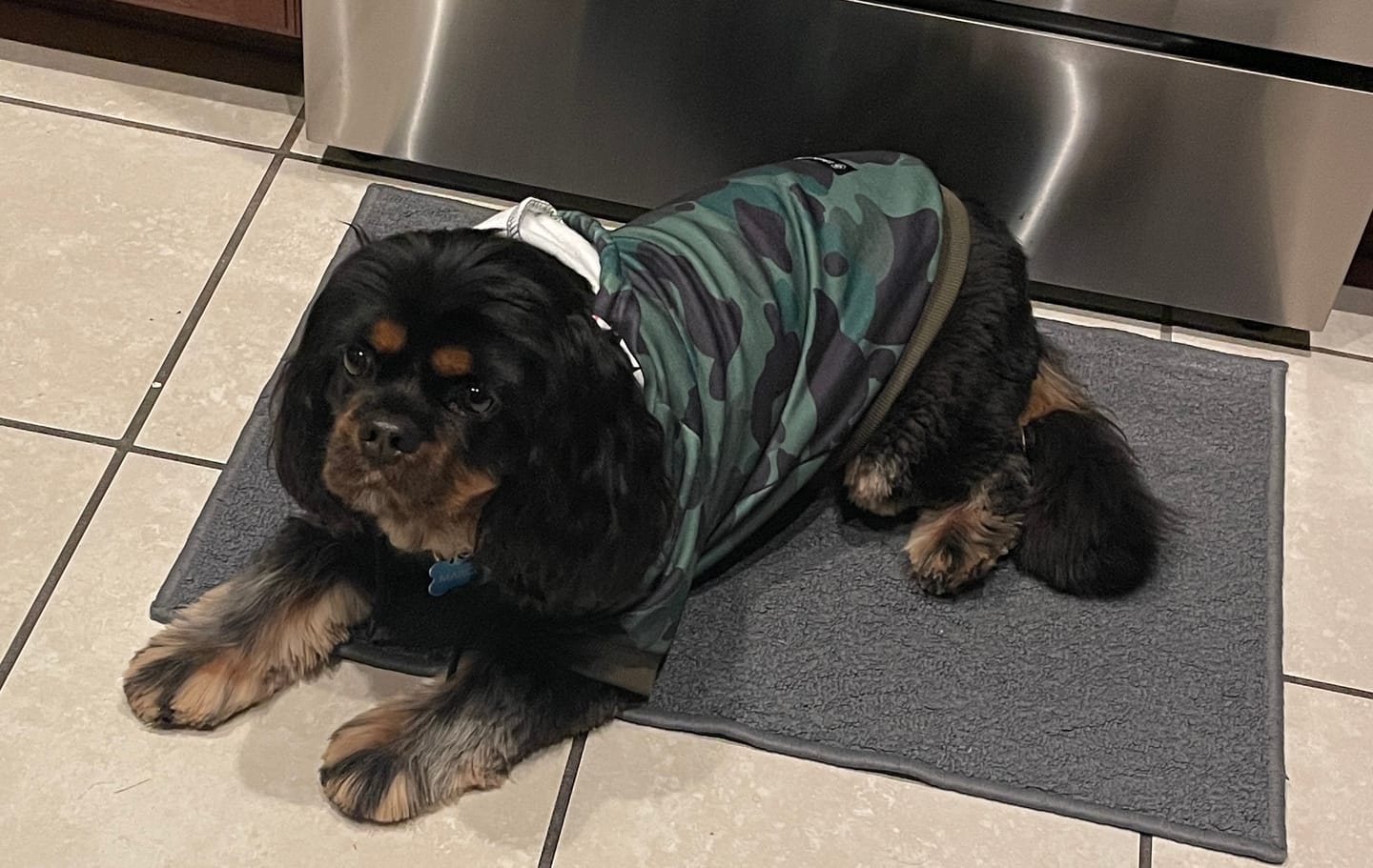 Customer photo review of Shark Monster Dog Hoodie - Green Camo