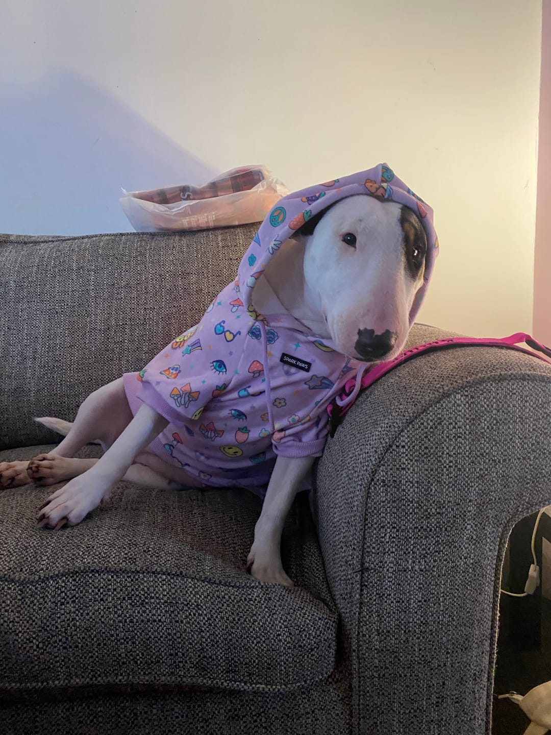Customer photo review of Good Vibes Dog Hoodie - Purple