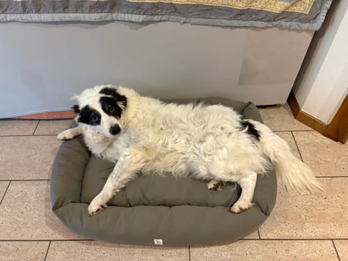 Customer photo review of Divanetto in Tessuto Dralon Marrone