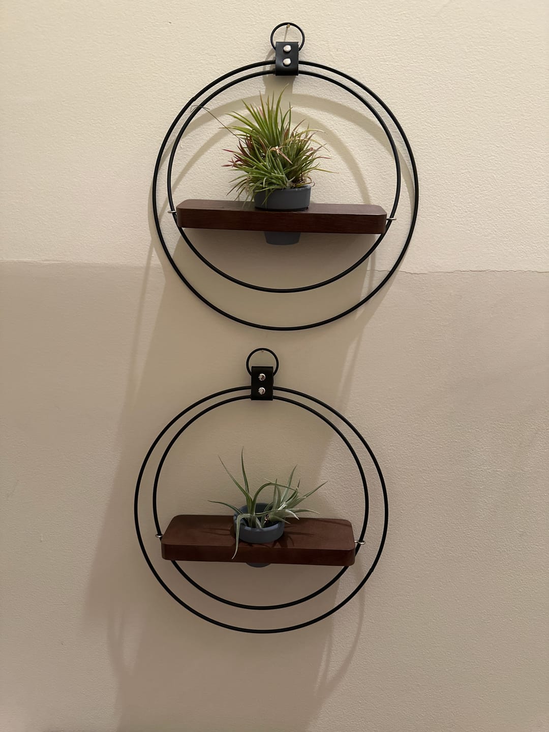 Customer photo review of Air Plant Shelf + Pot Duo
