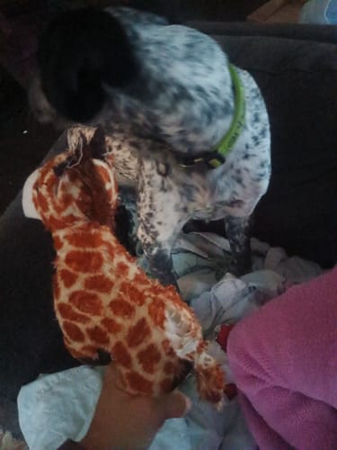 Customer photo review of Tough Plush - Triple Stitch