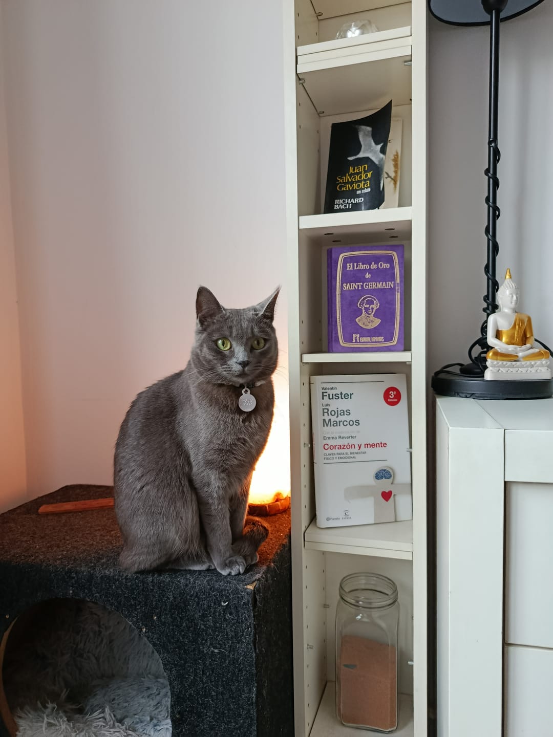 Customer photo review of Cat Sterilized