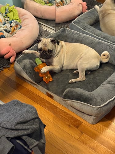 Customer photo review of Medium Yak Milk Dog Chews