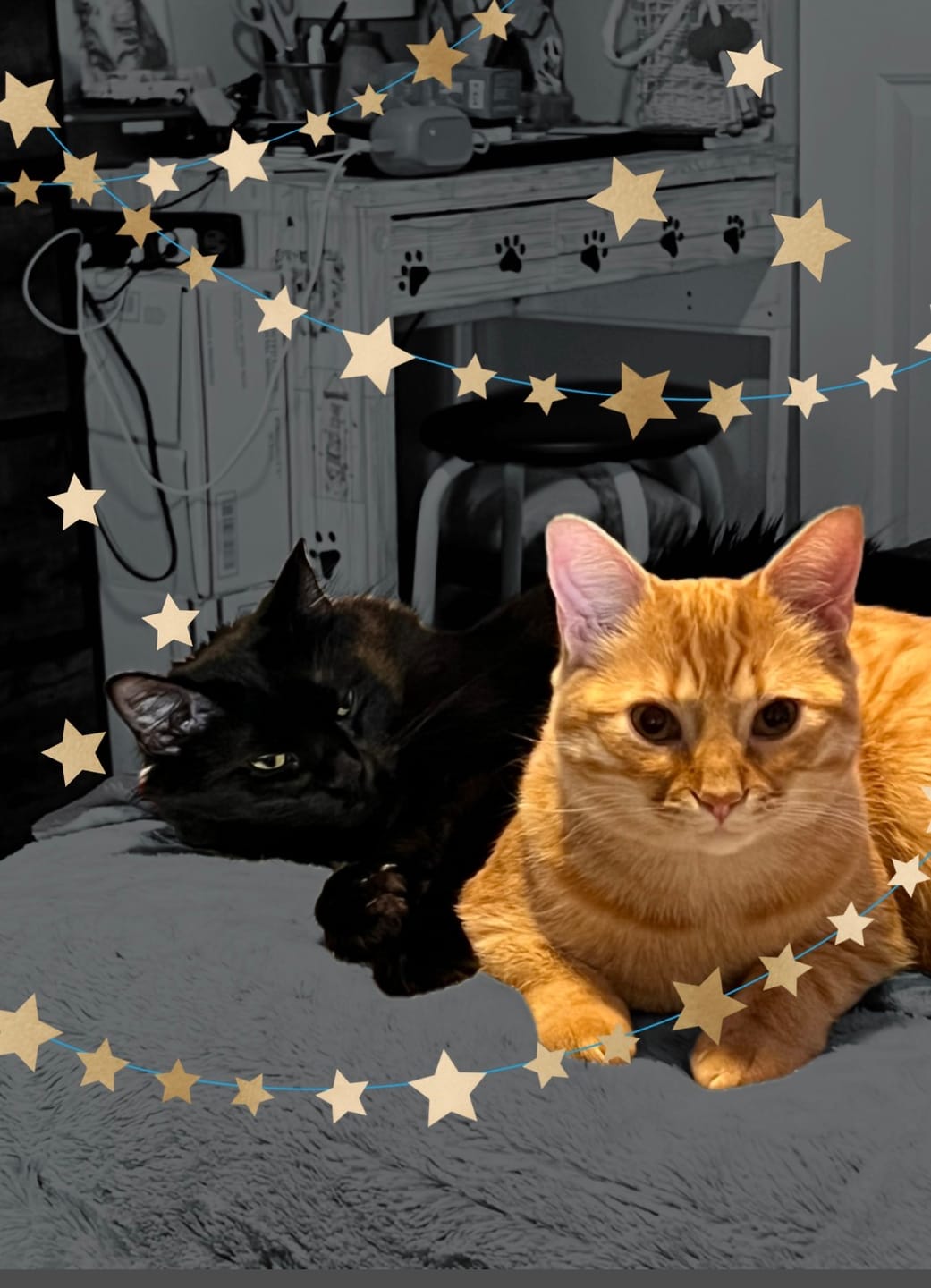 Customer photo review of Little Litter Saver | a New Kind of Area Deodorizer for Litter Box