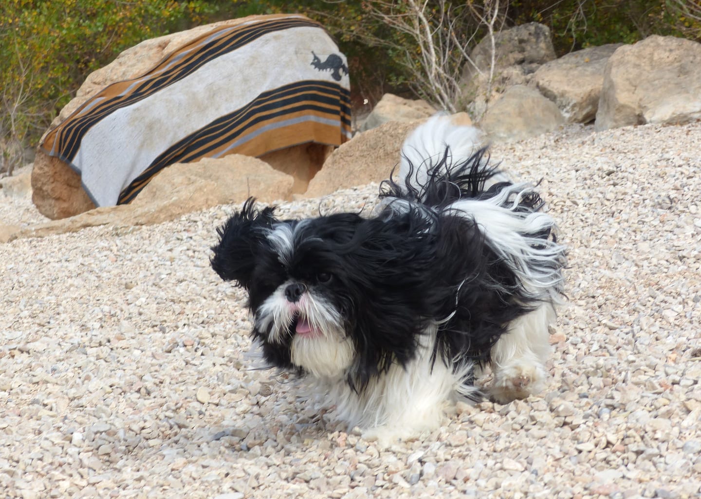Customer photo review of Croquettes Poulet & Citrouille - Chien Petite Race