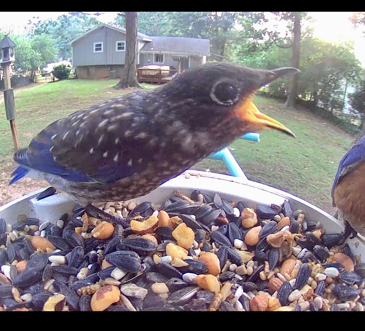 Customer photo review of Birdfy Feeder - AI-Powered Smart Bird Feeder with Camera